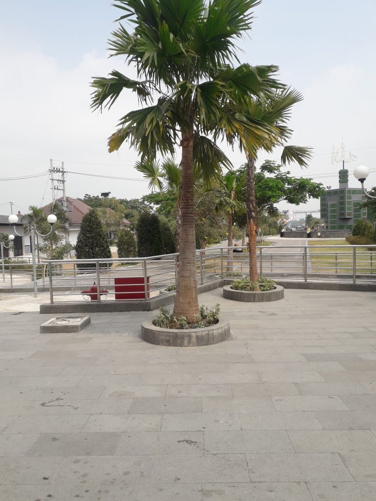 POHON KELAPA