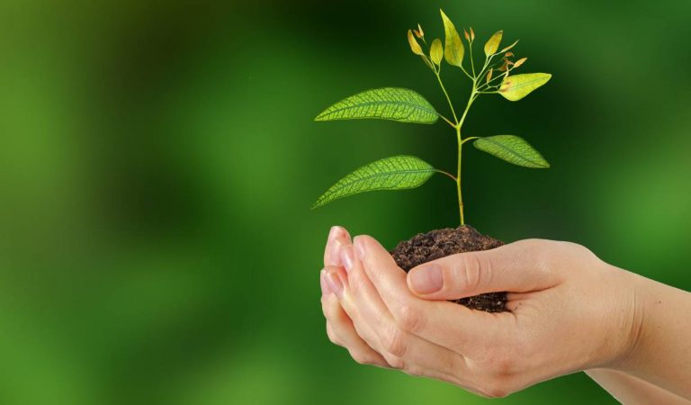 Hari Menanam Pohon Indonesia, Bagaimana Keadaan Hutan Kita?